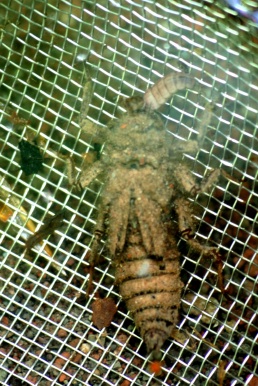 Larve der Zweigestreiften Quelljungfer beim Fressen