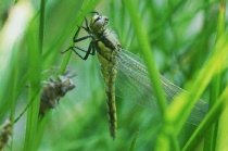 Frisch geschlüpfte Westliche Keiljungfer an Exuvie