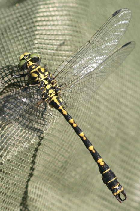 Mannchen der Kleinen Zangenlibelle