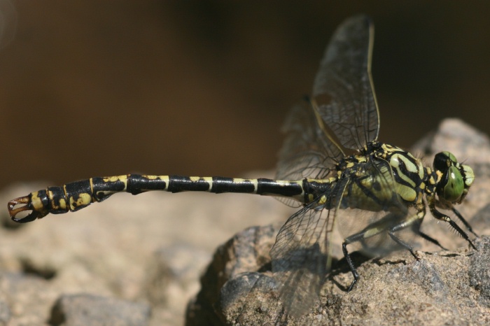 Mannchen in typischer Sitzhaltung am Wasser