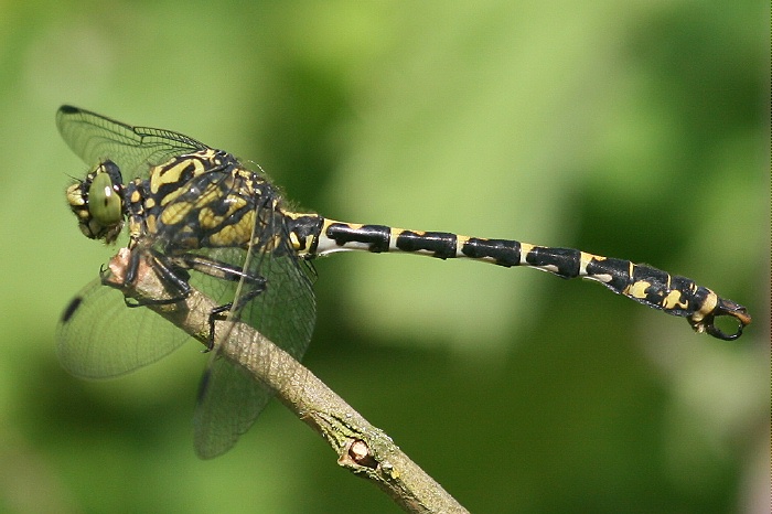 Mannchen in typischer Sitzhaltung uber Land