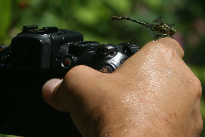 Mannchen auf der Hand