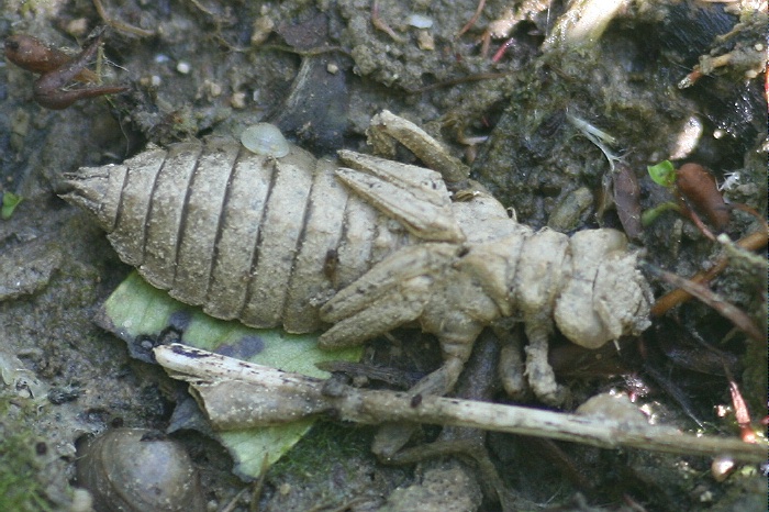 Exuvie der Kleinen Zangenlibelle