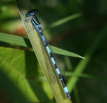 Männchen der Helm-Azurjungfer