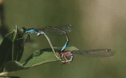 Paarungsrad der Großen Pechlibelle