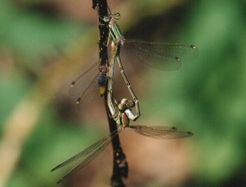 Paarungsrad der Südlichen Binsenjungfer