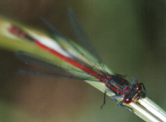 Männchen der Frühen Adonislibelle