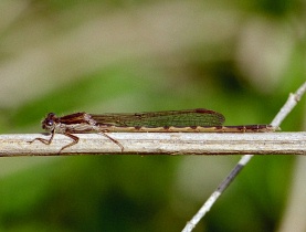 Gemeine Winterlibelle