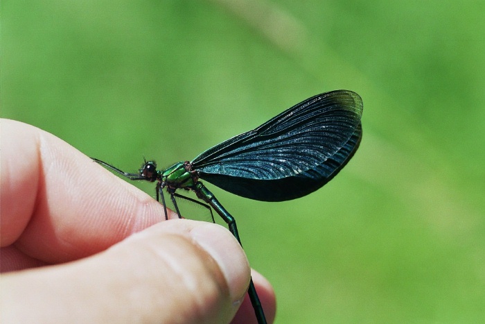 Mannchen der Blauflugel-Prachtlibelle