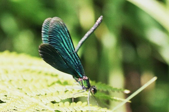 Mannchen der Blauflugel-Prachtlibelle bei Korperpflege
