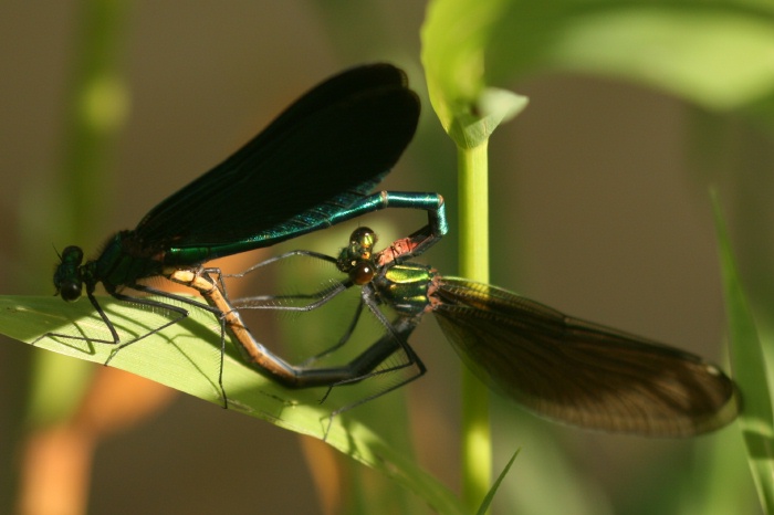 Paarungsrad der Blauflugel-Prachtlibelle