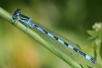 Männchen der Helm-Azurjungfer