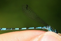 Helm-Azurjungfer Nahaufnahme