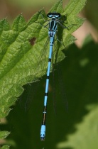 Männchen der Hufeisen-Azurjungfer