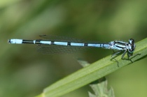 Junges Männchen der Hufeisen-Azurjungfer