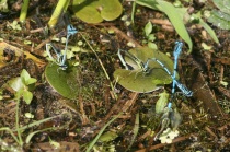 Eiablage der Hufeisen-Azurjungfer