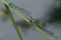 Tandem der Hufeisen-Azurjungfer