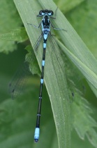 Männchen der Fledermaus-Azurjungfer, dunkle Variante
