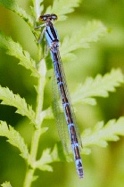 Weibchen der Becher-Azurjungfer, blaue Farbform