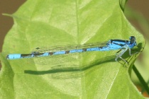 Männchen der Becher-Azurjungfer
