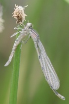 Schlupf-Unfall bei Becher-Azurjungfer