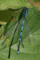 Männchen der Pokaljungfer