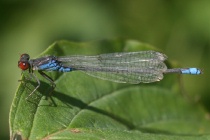 Männchen des Kleinen Granatauges