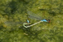 Paarungsrad des Kleinen Granatauges