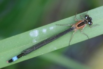 Weibchen der Großen Pechlibelle, rufescens mit blauen Hinteraugenflecken
