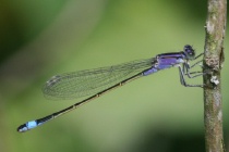 Weibchen der Großen Pechlibelle, Jugendform violacea