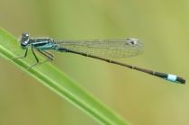 Detailansicht Männchen der Großen Pechlibelle