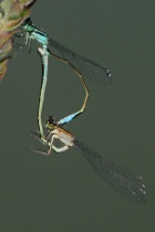 Paarungsrad mit Weibchen der Altersform infuscans-obsoleta