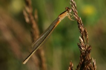 Frisch geschlüpftes Weibchen der Kleinen Pechlibelle