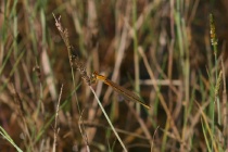 Weibchen der Kleinen Pechlibelle in Vegetation