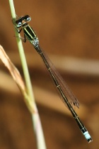 Junges Männchen der Kleinen Pechlibelle