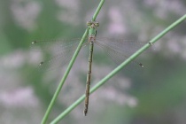 Weibchen der Südlichen Binsenjungfer
