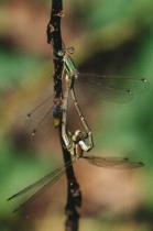 Paarung der Südlichen Binsenjungfer