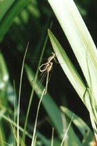 Vorpaarung der Südlichen Binsenjungfer