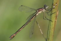 Altes Weibchen der Glänzenden Binsenjungfer