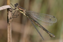 Junges Weibchen der Glänzenden Binsenjungfer