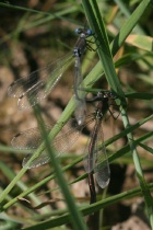 Tandem der Glänzenden Binsenjungfer