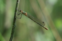Junges Weibchen der Gemeinen Binsenjungfer