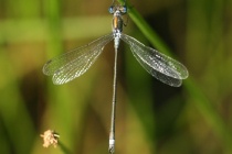Männchen der Gemeinen Binsenjungfer