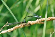 Tandem der Gemeinen Binsenjungfer