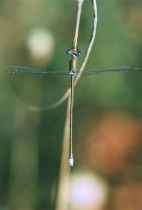 Männchen der Kleinen Binsenjungfer mit verdrehten Flügeln