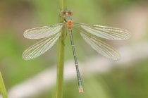 Junges Männchen der Kleinen Binsenjungfer