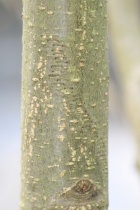 Alte Eilogen der Gemeinen Weidenjungfer