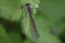 Weibchen der Frühen Adonislibelle