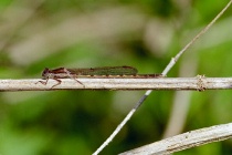 Männchen der Gemeinen Winterlibelle