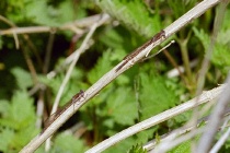 Zwei Männchen der Gemeinen Winterlibelle